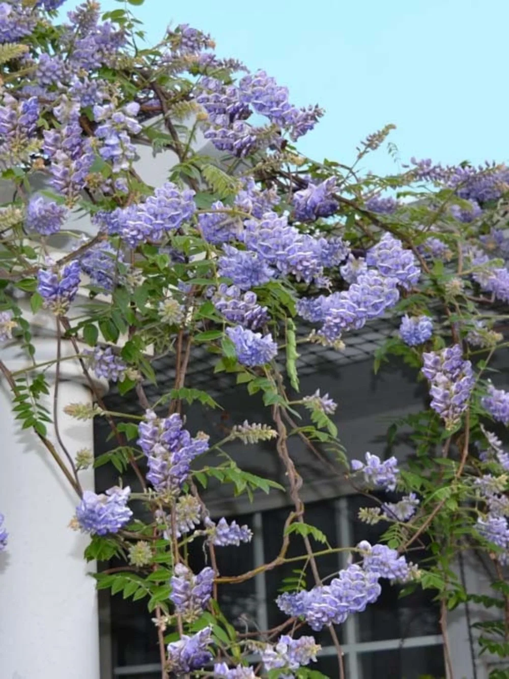 Lavender Wisteria 4” plant